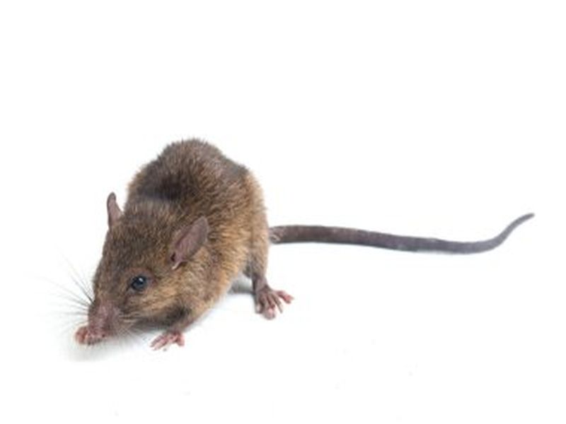 Mastering Rat Control: Pest Control Essentials